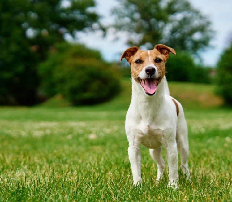 Veterinary Consultations