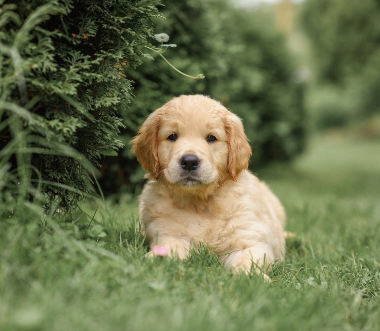 Puppy pre school